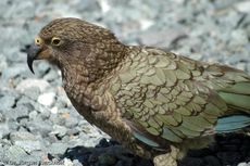 Kea (15 von 19).jpg